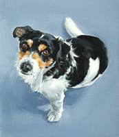jack russell dog portrait
