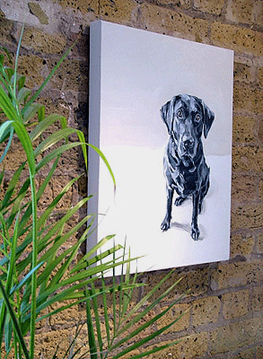 modern dog portrait of black labrador