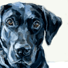 black labrador  portraits