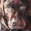 choc lab picture
