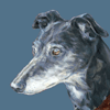 greyhound   painting portrait