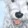 westie  portrait painting