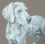 weimaraner puppy dog portrait