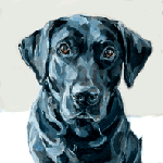 labrador dog portrait