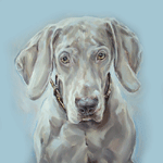 dog painting portrait of a weimaraner