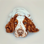 welsh springer dog portrait