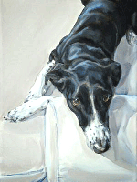 collie cross dog portrait